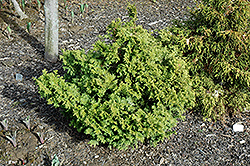 Parson Falsecypress (Chamaecyparis pisifera 'Parson') at Stonegate Gardens
