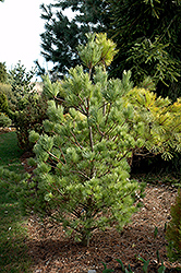 Radiata White Pine (Pinus strobus 'Radiata') at A Very Successful Garden Center