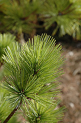 Radiata White Pine (Pinus strobus 'Radiata') at A Very Successful Garden Center