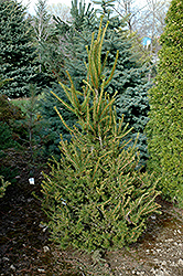 Berry Gardens Fast Norway Spruce (Picea abies 'Berry Gardens Fast') at A Very Successful Garden Center