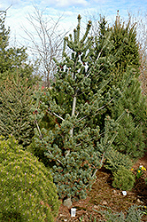 Aoba Jo Japanese White Pine (Pinus parviflora 'Aoba Jo') at Stonegate Gardens