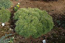 Rezek White Pine (Pinus strobus 'Rezek') at A Very Successful Garden Center
