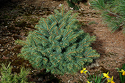 Freeport Colorado Spruce (Picea pungens 'Freeport') at Lakeshore Garden Centres