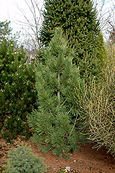 Chamolet Swiss Stone Pine (Pinus cembra 'Chamolet') at A Very Successful Garden Center