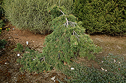 Mitch's Weeping Scotch Pine (Pinus sylvestris 'Mitch's Weeping') at A Very Successful Garden Center