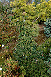 Farnsburg Norway Spruce (Picea abies 'Farnsburg') at Stonegate Gardens
