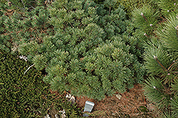 Bergmann's Mini White Pine (Pinus strobus 'Bergmann's Mini') at A Very Successful Garden Center