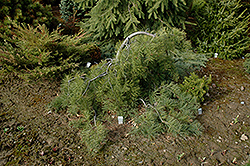Honest Abe Creeping White Pine (Pinus strobus 'Honest Abe') at A Very Successful Garden Center