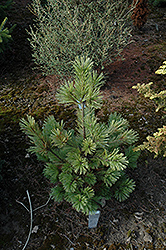 Skyline Western White Pine (Pinus monticola 'Skyline') at A Very Successful Garden Center