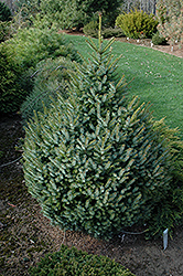 Elisabeth Serbian Spruce (Picea omorika 'Elisabeth') at Stonegate Gardens