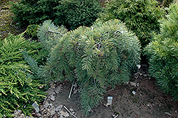 Weeping Western White Pine (Pinus monticola 'Pendula') at A Very Successful Garden Center