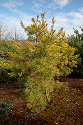 Wate's Golden Scrub Pine (Pinus virginiana 'Wate's Golden') at Stonegate Gardens