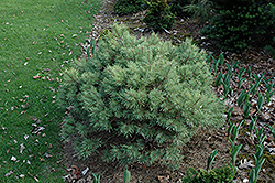 Beacon Hill Scotch Pine (Pinus sylvestris 'Beacon Hill') at Stonegate Gardens