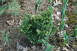 Leprechaun Dwarf Hinoki Falsecypress (Chamaecyparis obtusa 'Leprechaun') at A Very Successful Garden Center