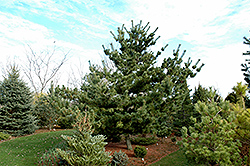 Tempelhof Japanese White Pine (Pinus parviflora 'Tempelhof') at A Very Successful Garden Center