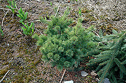Nellie D Japanese White Pine (Pinus parviflora 'Nellie D') at Lakeshore Garden Centres