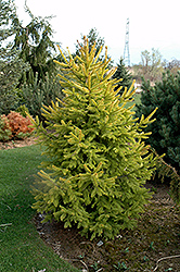 Aurea Magnifica Norway Spruce (Picea abies 'Aurea Magnifica') at Stonegate Gardens