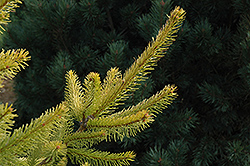 Aurea Magnifica Norway Spruce (Picea abies 'Aurea Magnifica') at Stonegate Gardens