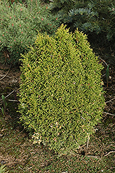 Boisbriand Arborvitae (Thuja occidentalis 'Boisbriand') at A Very Successful Garden Center