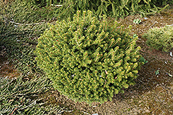 Yamina Norway Spruce (Picea abies 'Yamina') at Stonegate Gardens