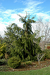 Calvary Upright Norway Spruce (Picea abies 'Calvary Upright') at A Very Successful Garden Center