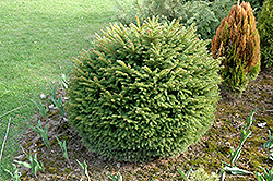 Brabant Norway Spruce (Picea abies 'Brabant') at A Very Successful Garden Center