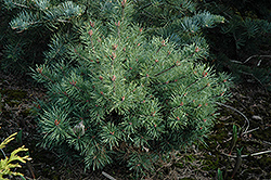 Polo Scotch Pine (Pinus sylvestris 'Polo') at Stonegate Gardens