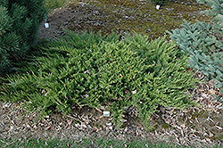 Road Runner Redcedar (Juniperus virginiana 'Road Runner') at A Very Successful Garden Center