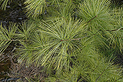 Wintergold White Pine (Pinus strobus 'Wintergold') at A Very Successful Garden Center