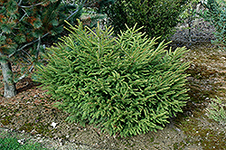 Sherwood Gem Norway Spruce (Picea abies 'Sherwood Gem') at A Very Successful Garden Center