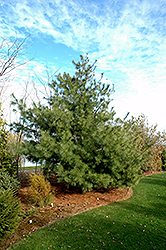 White Tip White Pine (Pinus strobus 'White Tip') at Stonegate Gardens