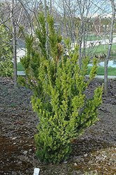 Anthony Wayne Yew (Taxus x media 'Anthony Wayne') at A Very Successful Garden Center