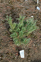 Oliver Japanese Stone Pine (Pinus pumila 'Oliver') at A Very Successful Garden Center