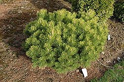 Ophir Mugo Pine (Pinus mugo 'Ophir') at A Very Successful Garden Center
