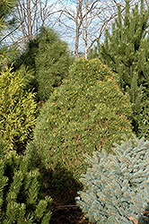 Viridis Compacta Scotch Pine (Pinus sylvestris 'Viridis Compacta') at Stonegate Gardens