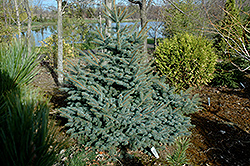 Eric Frahm Blue Colorado Spruce (Picea pungens 'Eric Frahm') at A Very Successful Garden Center