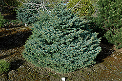 Girard's Dwarf Blue Spruce (Picea pungens 'Girard's Dwarf Blue') at Stonegate Gardens