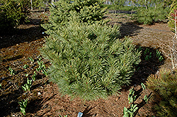 Raraflora Dwarf White Pine (Pinus strobus 'Raraflora') at Lakeshore Garden Centres