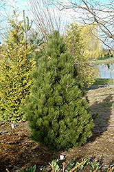 Malink Bosnian Pine (Pinus heldreichii 'Malink') at Lakeshore Garden Centres