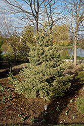 Straw Colorado Spruce (Picea pungens 'Straw') at A Very Successful Garden Center