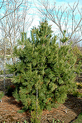 Chinese White Pine (Pinus armandii) at A Very Successful Garden Center
