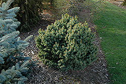 Millcreek Broom Colorado Spruce (Picea pungens 'Millcreek Broom') at A Very Successful Garden Center