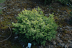 White Tops Serbian Spruce (Picea omorika 'White Tops') at A Very Successful Garden Center