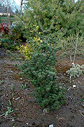 Hillier Japanese White Pine (Pinus parviflora 'Hillier') at Stonegate Gardens