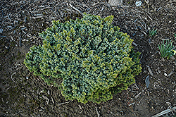 Frondenberg Serbian Spruce (Picea omorika 'Frondenberg') at A Very Successful Garden Center