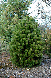 Gnome Bosnian Pine (Pinus heldreichii 'Gnome') at Stonegate Gardens