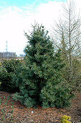 Silver Ray Korean Pine (Pinus koraiensis 'Silver Ray') at A Very Successful Garden Center