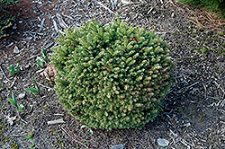 Witches Brood Norway Spruce (Picea abies 'Witches Brood') at Lakeshore Garden Centres