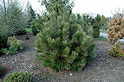 Aureospicata Bosnian Pine (Pinus heldreichii 'Aureospicata') at Stonegate Gardens
