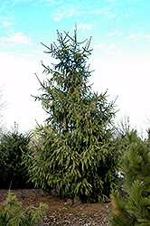 Elegantissima Norway Spruce (Picea abies 'Elegantissima') at Stonegate Gardens